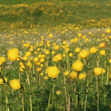 Mobilhome Jaunpass 208 キャンプ場 *